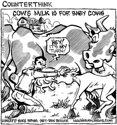 cows milk is for baby cows
