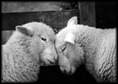 sheep-love